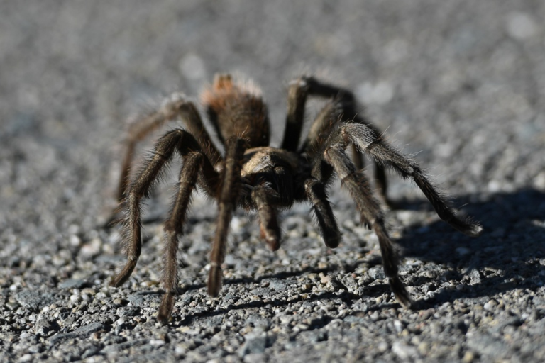 Mount Diablo tarantula hikes increase in number for 2023