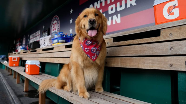 Washington Nationals’ ‘top paw-spect’ makes MLB debut… Bruce the Bat Dog