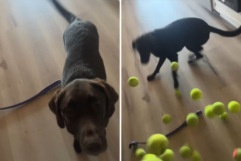 Woman Buys Box of Tennis Balls for ‘Obsessed’ Dog-Backfires Spectacularly