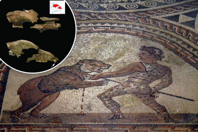 Roman gladiators brutalized brown bears inside arenas, new archaeological evidence reveals