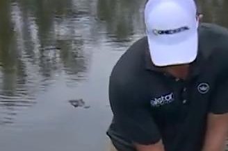 Alligator intently watches PGA golfer take shot in Mississippi