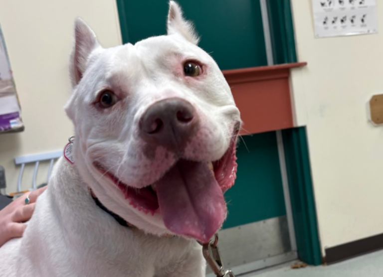 Tennis ball enthusiast, fetch wizard needs enthusiastic family