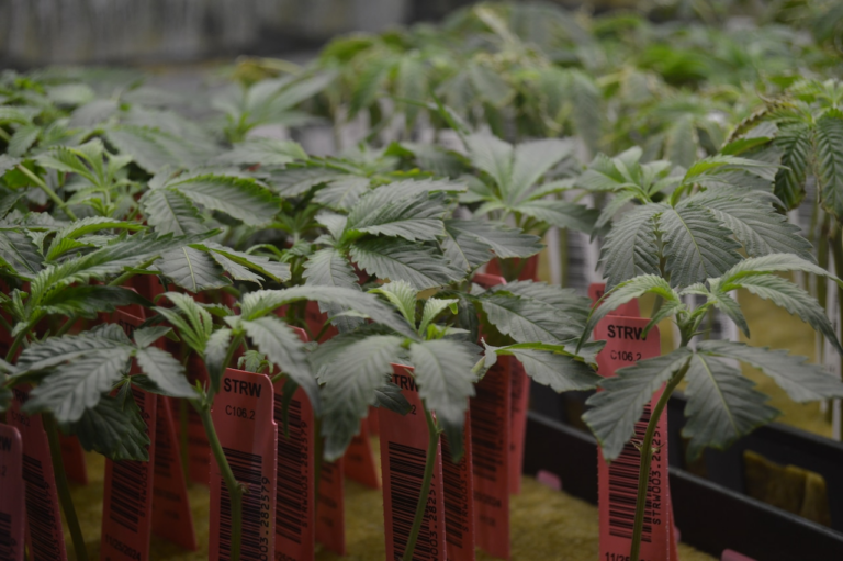 Ohio bans marijuana billboards in a move questioned by Democrats, ad industry