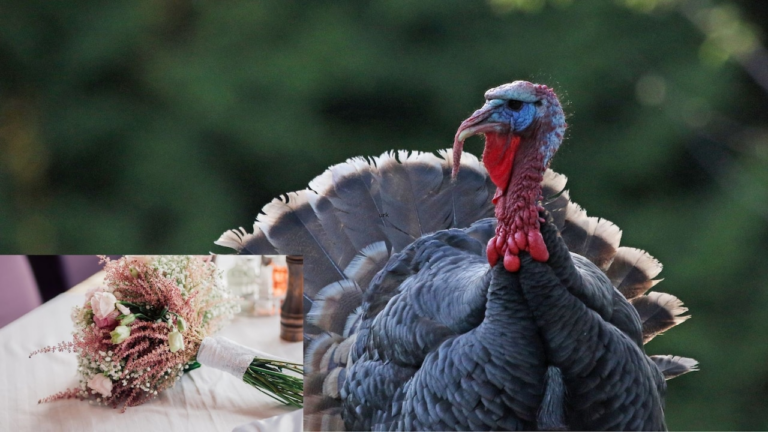 Fred, the beloved turkey known for attacking cars in N.J. town, dies after being hit by a car, police say