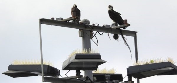 Protected ospreys likely in for a longer stay at La Jolla Tennis Club
