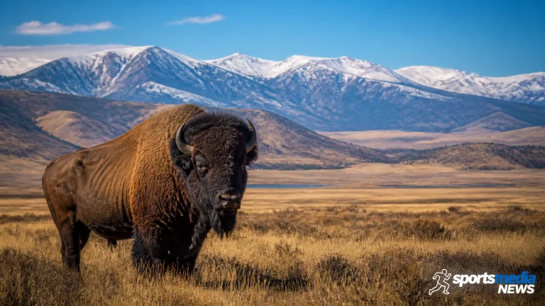 How the National Wildlife Federation’s Tribal Partnerships Program Is Restoring Bison