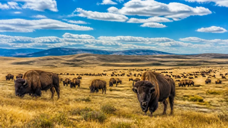 Why the Bison Population Decreased So Much Throughout History